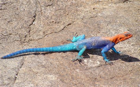 The Common Agama Red Headed Rock Agama Or Rainbow Agama Hd Wallpaper