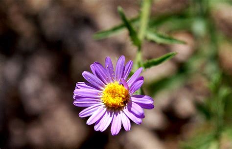 Edupic Arizona Wildflower Images