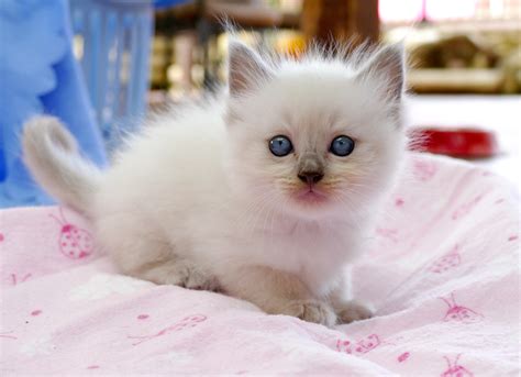 Blue eyes, long hair, angelic doll faces, purebred guarantee. Torres - Ragdoll Kitten for sale in Riverside, Alabama ...