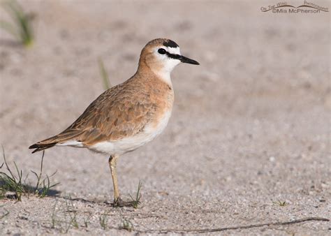More Mountain Plover Images Mia Mcphersons On The Wing Photography