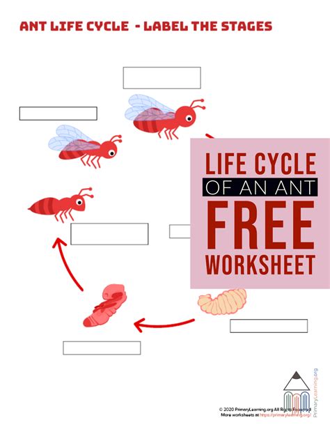 The Life Cycle Of An Ant Worksheet