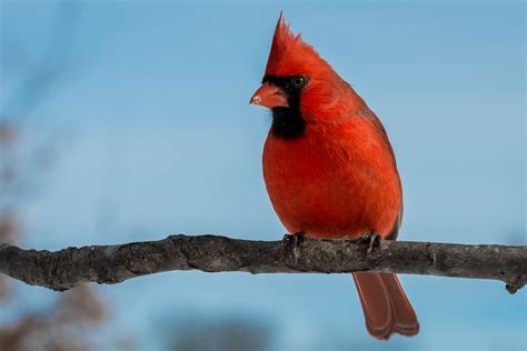 More Backyard Birds In Kentucky Fm Forums