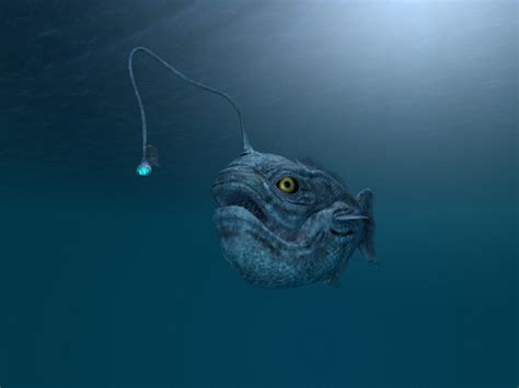 安康鱼深海鮟鱇襞鱼科动物鳍恶魔清新背景分离食品野生动物动物摄影素材汇图网