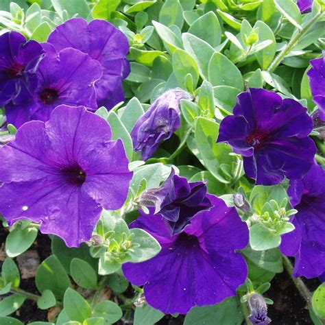 Blue Easy Wave Petunia Plant