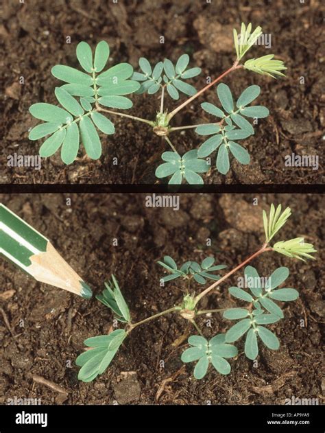 Sensitivity Plant Showing Before And After Activating Sensitive Leaves