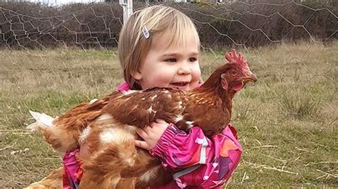 Chicken Rehoming Charity Gets 52000 Lockdown Hen Requests Bbc News