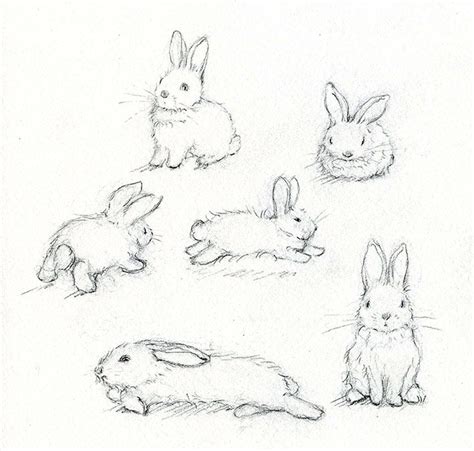 Rabbit Pencil Drawing At Getdrawings Free Download