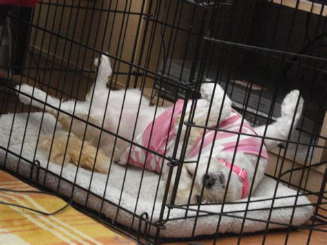 How Long Can A Dog Stay In A Crate Overnight