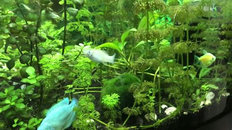 Peppered Cory Catfish Care Guide Youtube