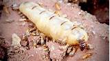 Photos of Pacific Coast Termite