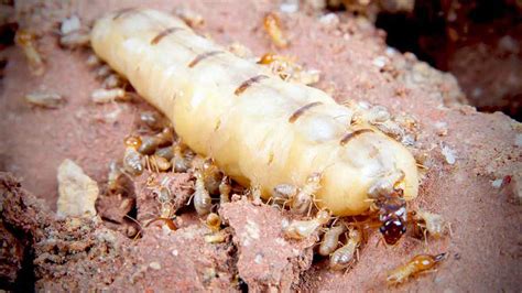 How Termite Colonies Are Established Termite Facts