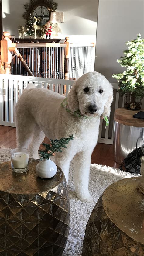 What is a toy goldendoodle, how big do they get, size of a full grown toy golden doodle, are they hypoallergenic, and pictures. Pin on grooms