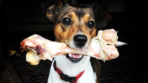 Can Dogs Eat Bones A Vets View Petsradar