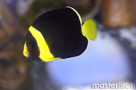 Blueface Angelfish Bred Chaetodontoplus Personifer Masterfisch