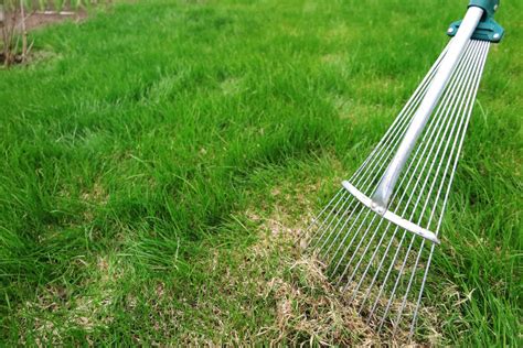 If it's not done, your grass will become very thin and will result in patches which aren't covered with grass. September Lawn Essentials: Controlling Thatch in Lawns