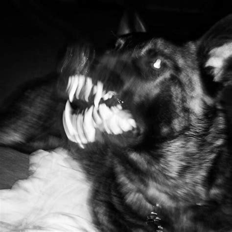 Arixoo Scary Animals Scary Dogs Bad Dog Dog Teeth Dark Photography