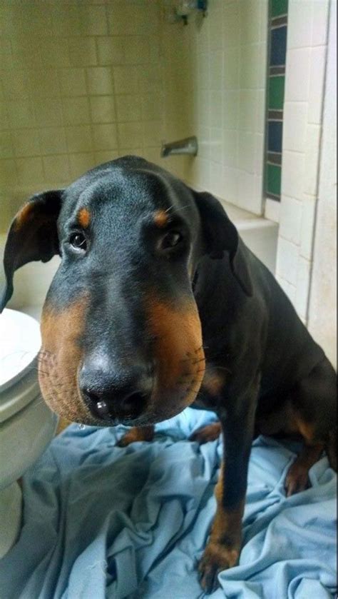 I didn't have the time to stop him. Funny Swollen Faces of Dogs After Eating Bees - Neatorama
