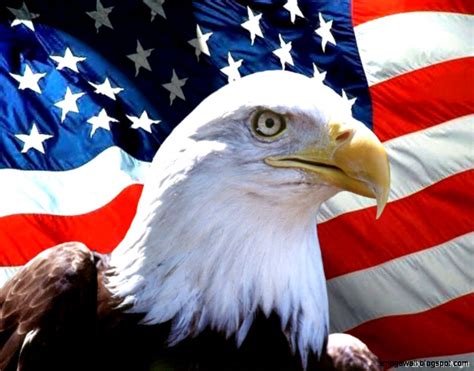 United States Flag Eagle Wallpaper Mega Wallpapers