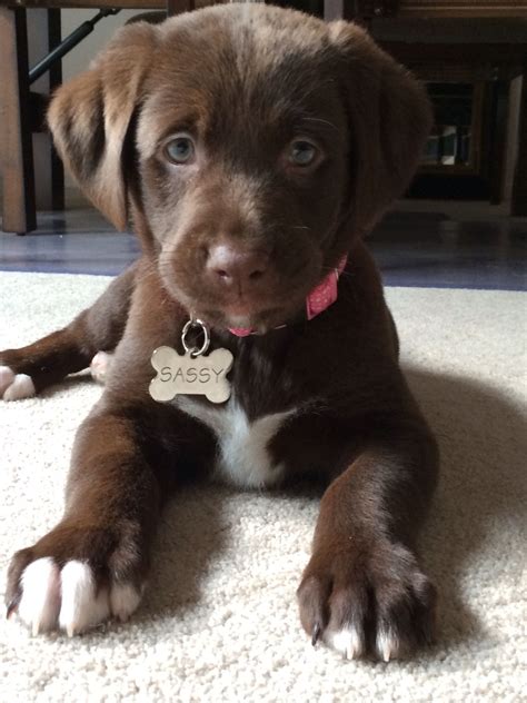 Cutie Cute Baby Dogs Cute Dogs And Puppies Cute Baby Animals