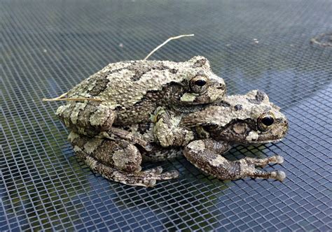 Learn About Nature Gray Tree Frogs Learn About Nature
