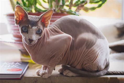 Kucing Sphynx Hewan Unik Yang Harganya Puluhan Juta Lifestyle