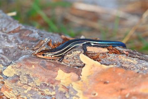Southeastern Five Lined Skink Florida Wildlife Stock Photo Image Of