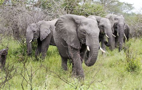 Elephant Herd Elephant Herding Animals