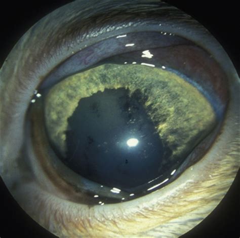 Put on your cat with the thesis wordpress theme from diythemes. Surgical procedures for the glaucomas | Veterian Key