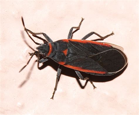 True Bug Melacoryphus Lateralis Bugguidenet