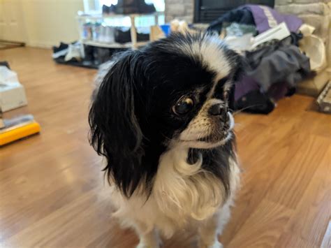 PawBoost: Lost and Found Pets