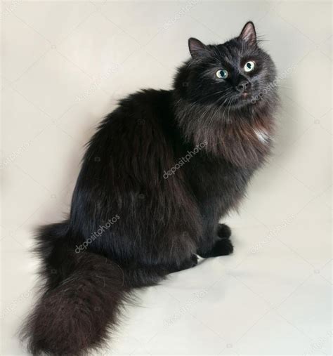 Fluffy Black Cat With Green Eyes Sitting On Gray Stock Photo By