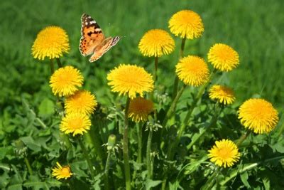 Zum frühling passen natürlich bunte blumenbilder. Löwenzahn - Anwendung & Behandlung für Gesundheit | MedLexi.de