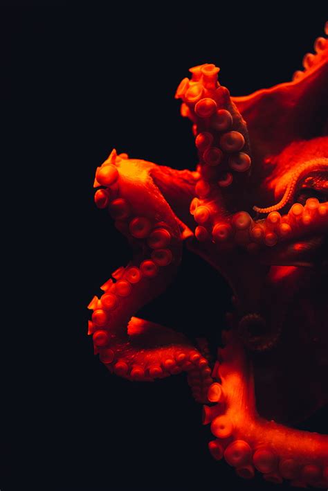 Shallow Focus Graphy Of Octopus Hd Phone Wallpaper Peakpx
