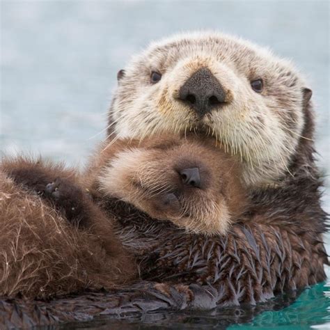 Sea Otter Problems Predate The Fur Trade Otters Cute Cute Baby