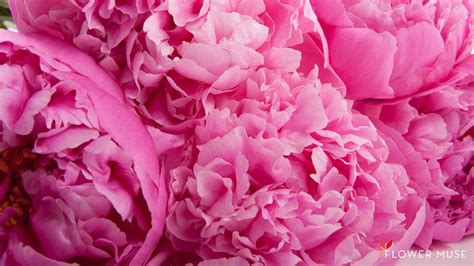 Pink Peonies Flower Wallpapers Top Free Pink Peonies Flower Backgrounds Wallpaperaccess