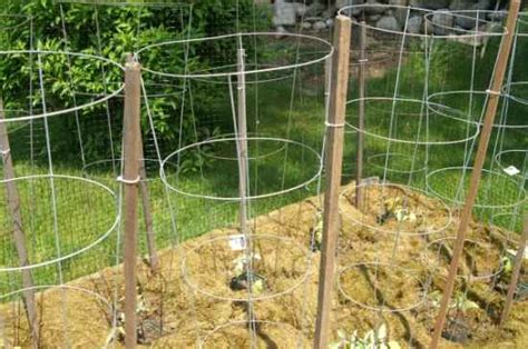 18 Diy Tomato Cages For Your Garden