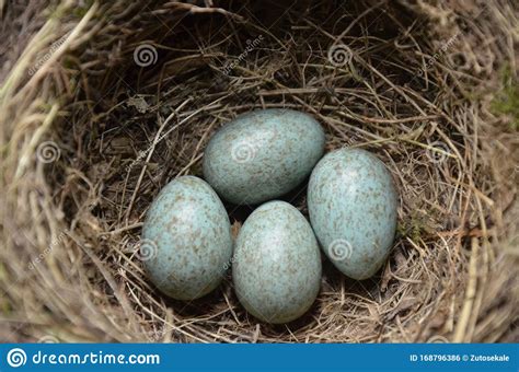 Natural Nest And Blue Eggs Of A Song Thrush In The Meadow Stock Photo