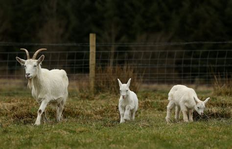 These Goatsheep Hybrids Were Born After A Nanny And Rams Secret Tryst