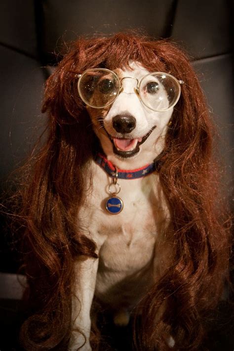 Chihuahua With Wig And Glasses Pets Lovers