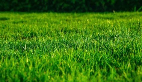How To Grow Grass Under Pine Trees