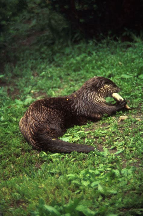 Encyclopedia Of Animal Facts And Pictures Otter