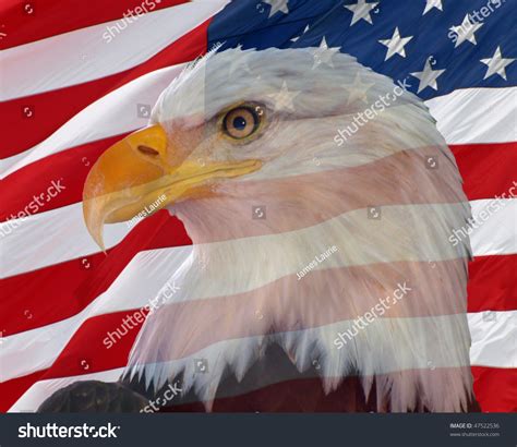 Bald Eagle With An American Flag Backdrop Stock Photo