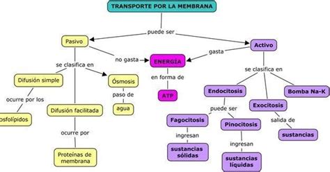 Elabora Un Mapa Conceptual Explicando Los Mecanismos De Transporte