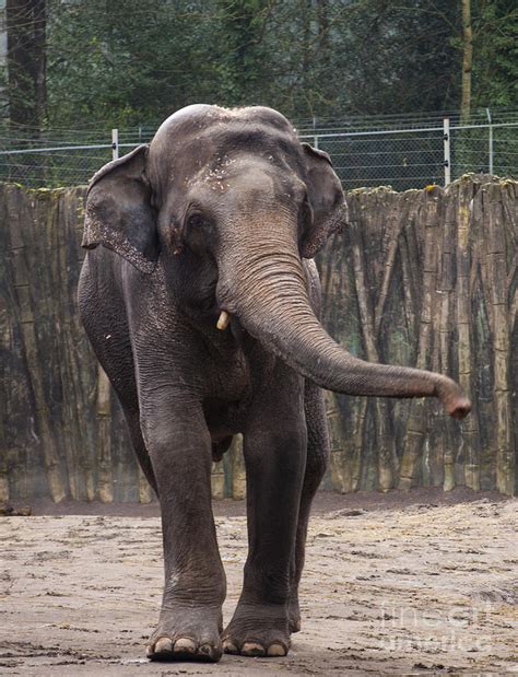 Asian Elephant Photograph By Mandy Judson