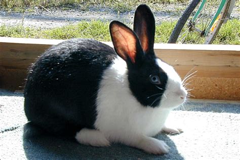 Young Dutch Rabbit With A Reduced Pigmentation Of Both Eyes With Blue
