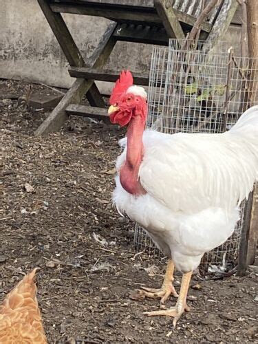 Transylvanian Naked Neck Large Fowl Chickens Hatching Eggs X Ebay