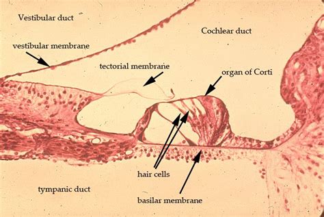 Organ Of Corti Organs Cochlear Membrane