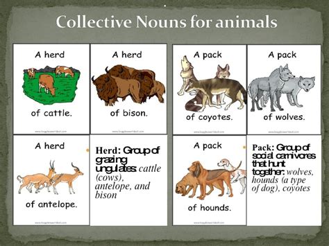 Have a look at cats, dogs and horses in the list below. Collective Nouns