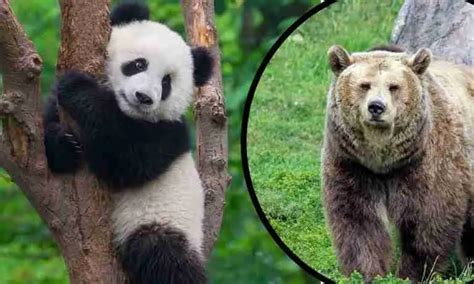 Why Are Giant Pandas Not Bears