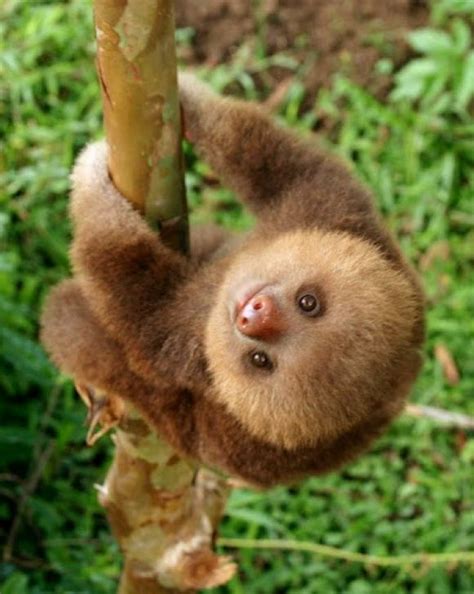 42 Baby Sloth Wallpaper On Wallpapersafari
